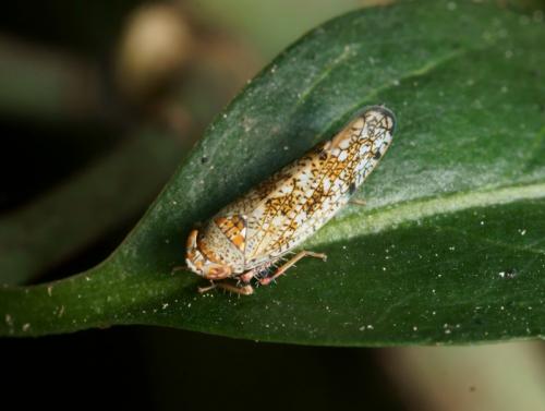 Réf. 88 863 : Orientus ishidae