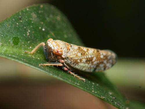 Réf. 88 865 : Orientus ishidae