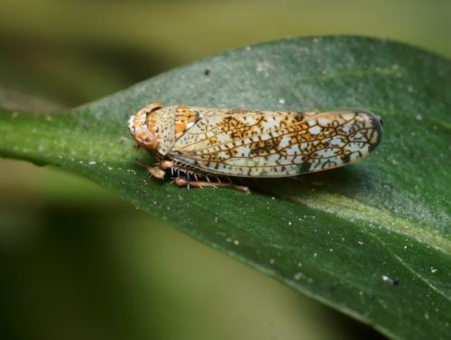 Réf. 88 864 : Orientus ishidae