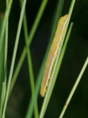 Cosmia trapezina