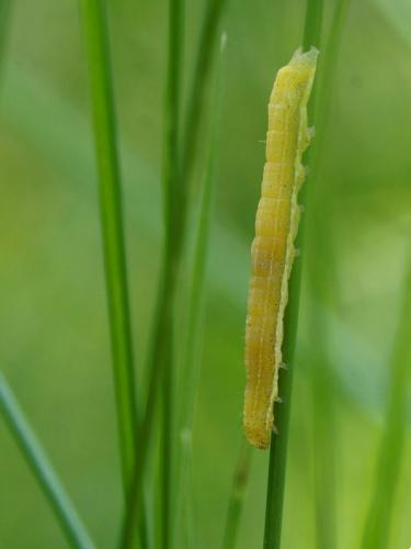 Cosmia trapezina