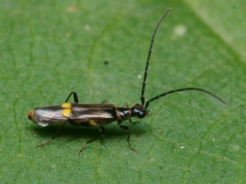 Réf. 88 798 : Malthodes sp.