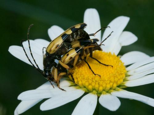 Réf. 88 551 : Rutpela maculata