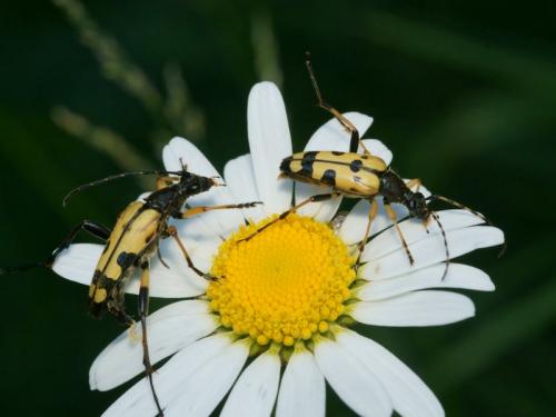 Rutpela maculata