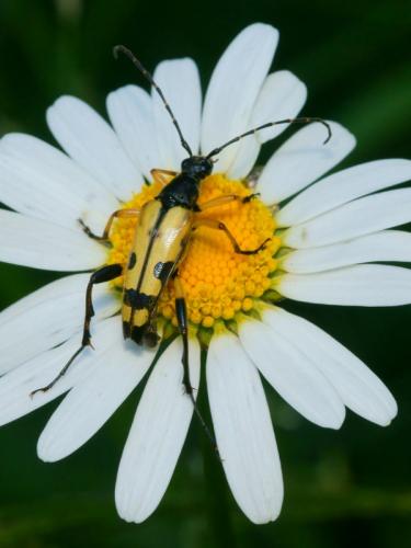 Rutpela maculata