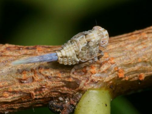 Issus coleoptratus