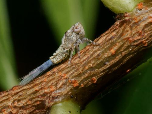 Réf. 88 630 : Issus coleoptratus