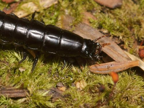Carabus sp.