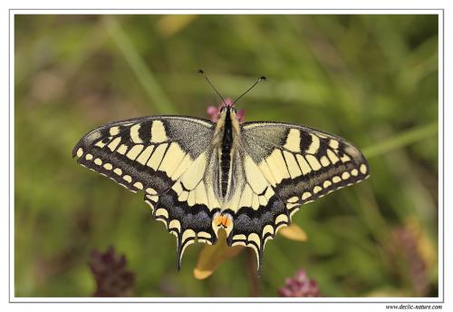 Papilio machaon