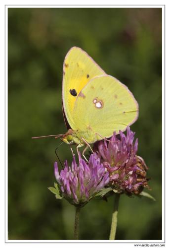 Colias croceus