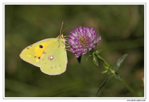 Colias croceus