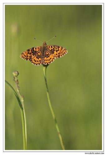 Boloria dia