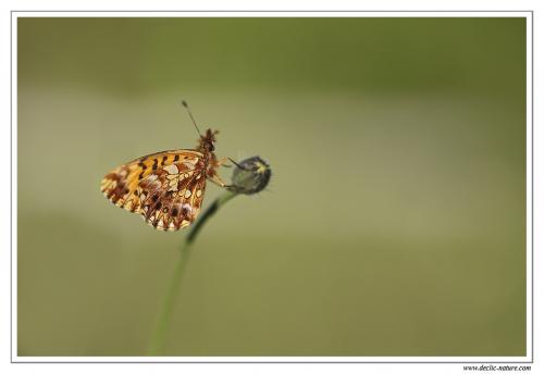 Boloria dia