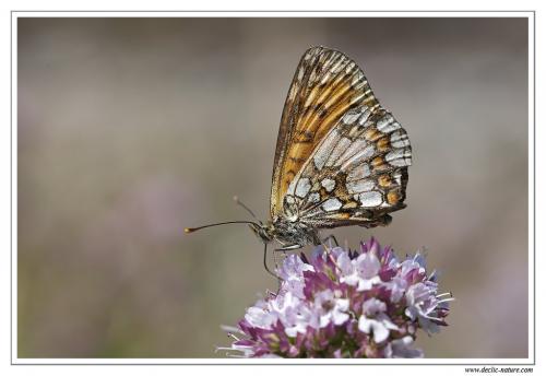Melitaea sp.
