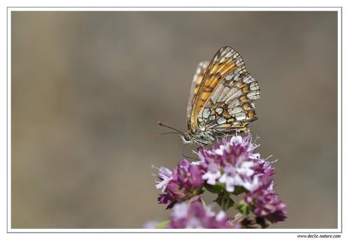 Melitaea sp.