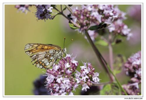 Melitaea sp.