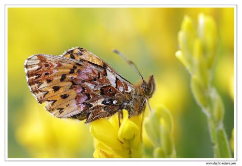Boloria titania