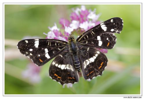 Réf. 88 732 : Araschnia levana