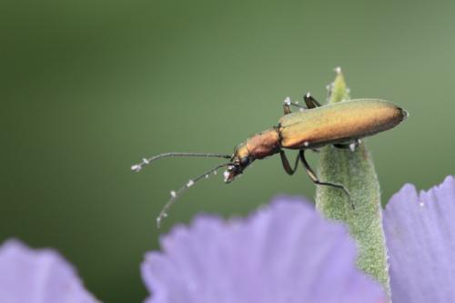 Réf. 88 166 : Chrysanthia viridissima