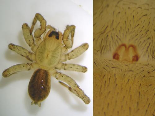 Trochosa sp.