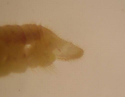 Réf. 88 806 : Hemerobius marginatus