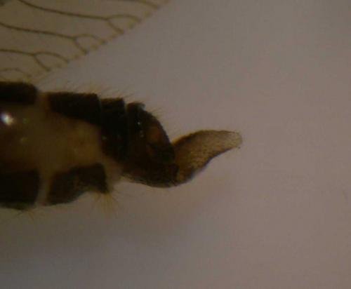 Wesmaelius quadrifasciatus