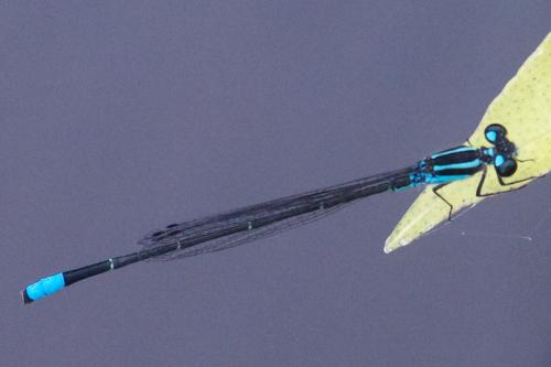Acanthagrion indefensum