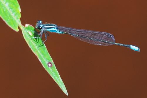 Acanthagrion indefensum