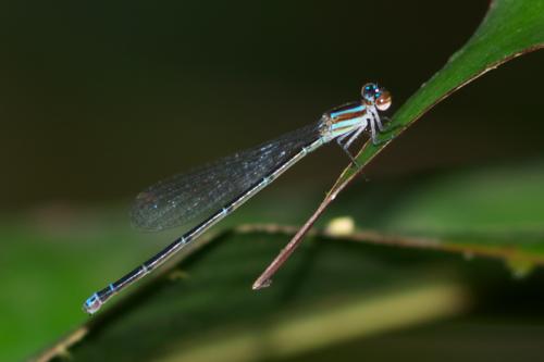Réf. 88 250 : Acanthagrion rubrifrons