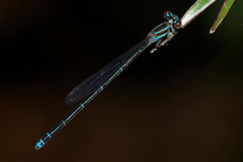 Réf. 88 251 : Acanthagrion rubrifrons