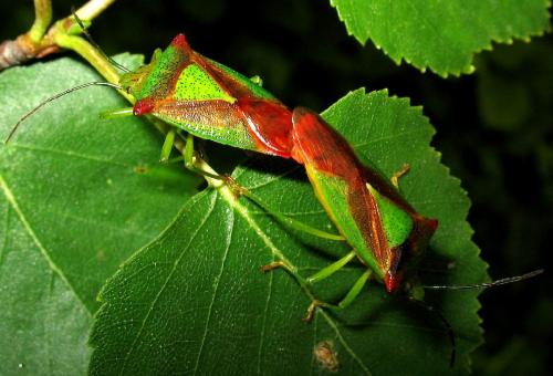 Acanthosoma haemorrhoidale haemorrhoidale