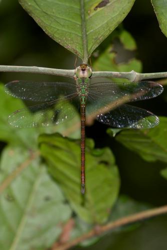 Réf. 88 989 : Triacanthagyna septima