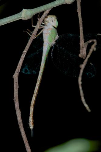 Triacanthagyna septima