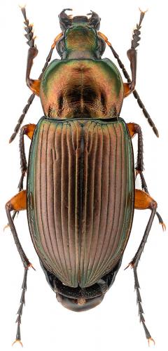 Réf. 88 613 : Poecilus cupreus