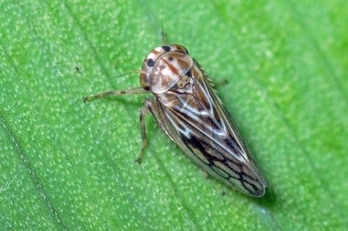 Agallia consobrina
