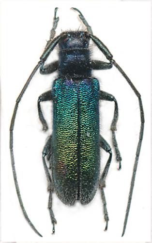Agapanthia sp.
