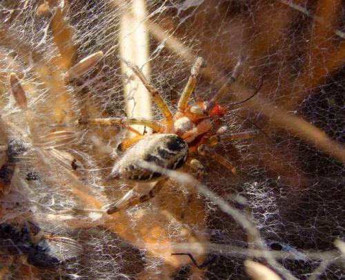 Agelena labyrinthica