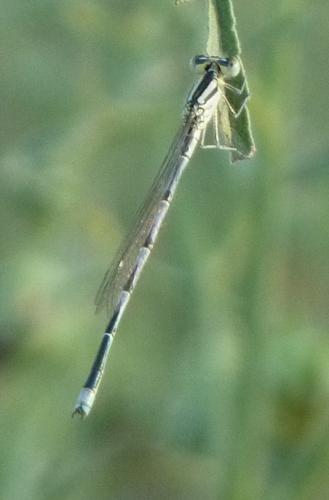 Erythromma lindenii