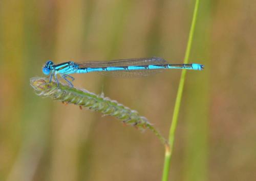 Erythromma lindenii