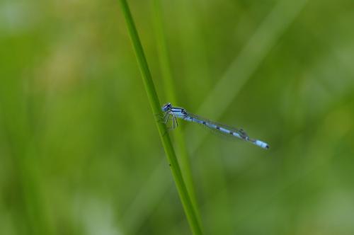 Enallagma cyathigerum
