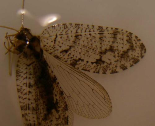 Wesmaelius quadrifasciatus