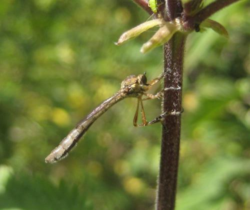 Leptogaster cylindrica