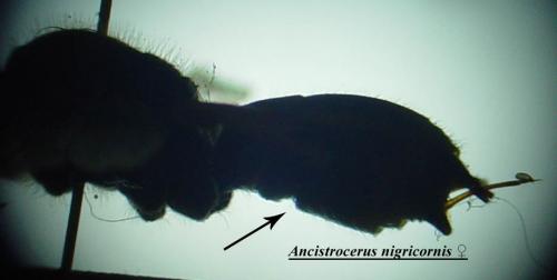 Ancistrocerus nigricornis