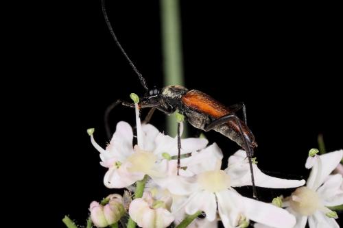 Réf. 88 265 : Stenurella melanura