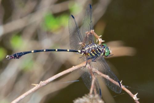 Phyllogomphoides undulatus