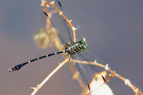 Phyllogomphoides undulatus