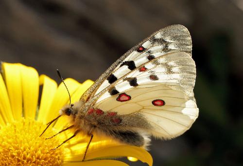 Réf. 88 714 : Parnassius phoebus