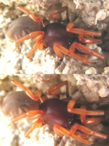 Réf. 88 549 : Dysdera sp.