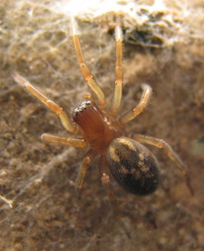 Réf. 88 550 : Amaurobius sp.