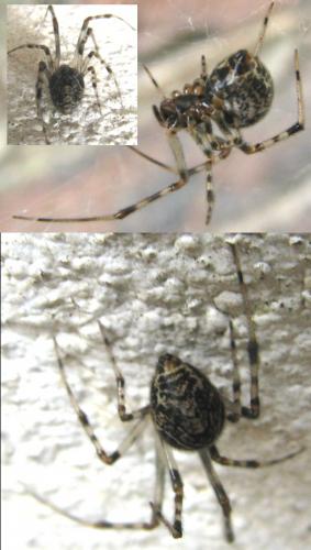 Parasteatoda tepidariorum